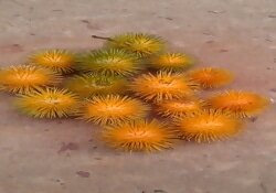 Boulettes de singe