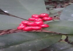 Fruits rouges